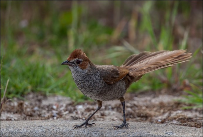 Утка крохаль длинноносый