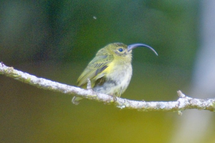 Сорочьи длинноклювые