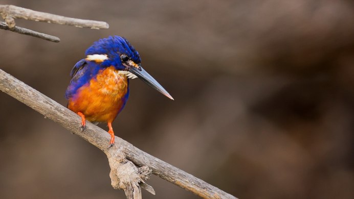 Птица с изогнутым клювом и наростом на клюве