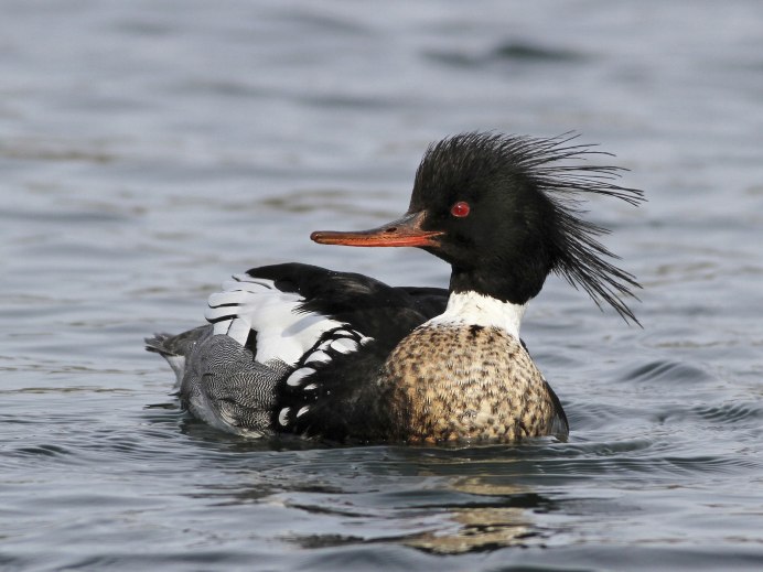 Бекас Долгонос птица