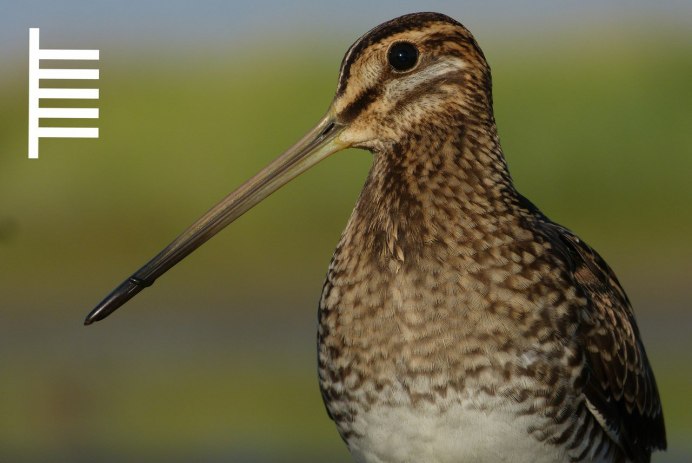 Птичка с загнутым клювом