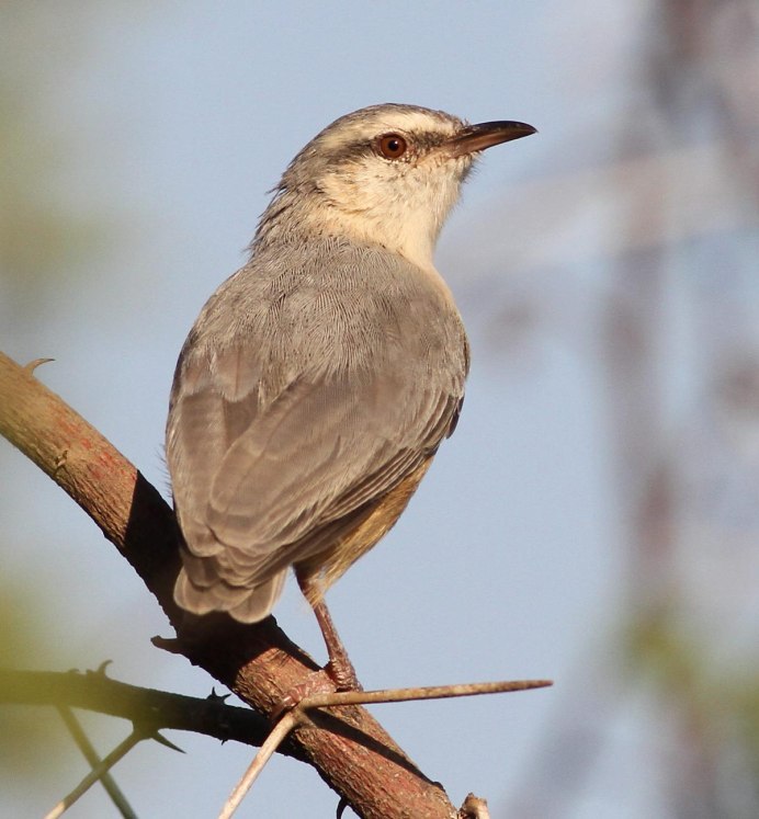 Красноспинный пищухоклювый древолаз