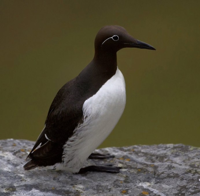 Чернокрылая Йора