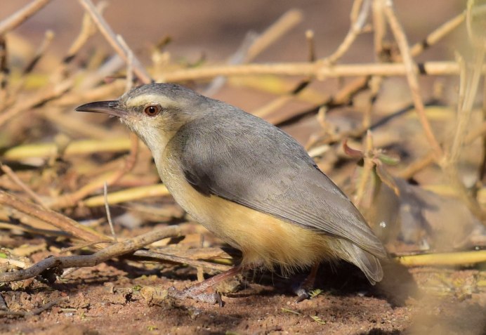 Хохлатая Мадагаскарская Кукушка