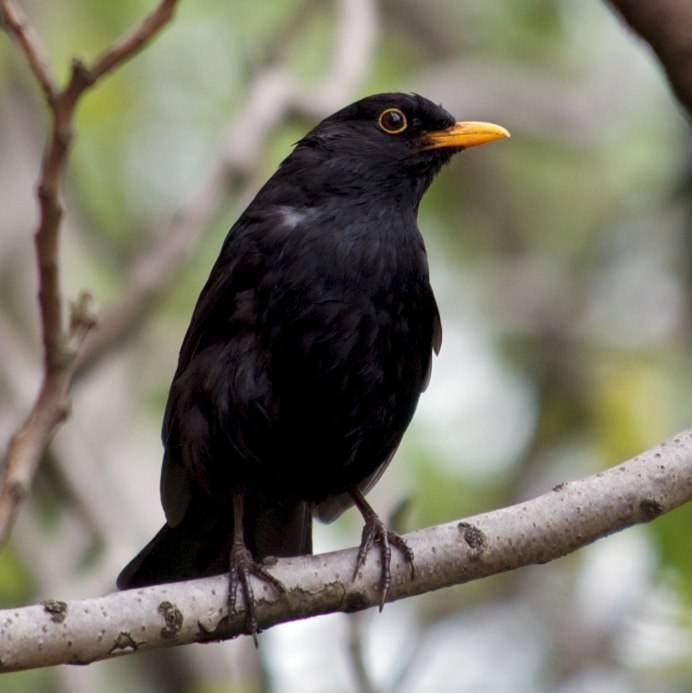 Кулик длинноклювый