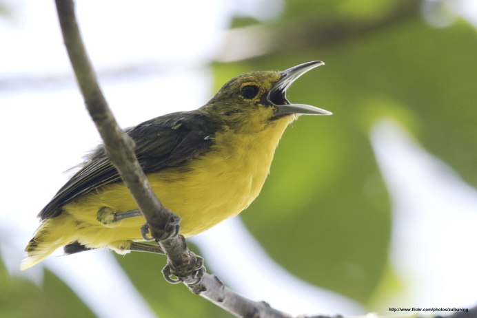 Деревенская Ласточка питание