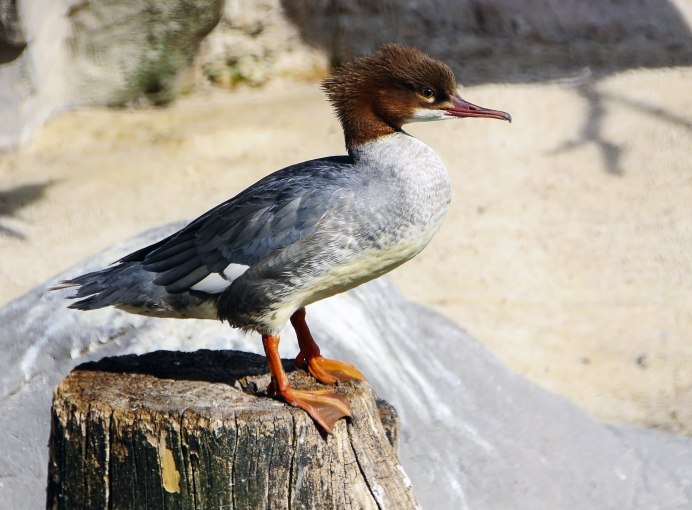 Длинноклювая птичка