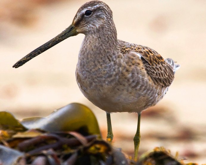 Капский сахарный медосос