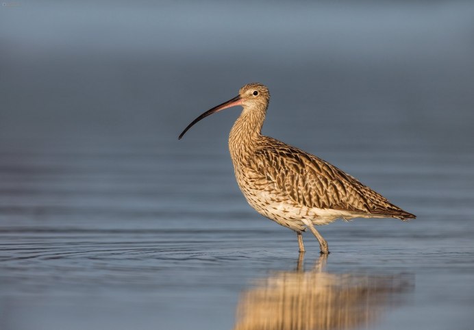 Щеголь остроклювая птица Забайкалья