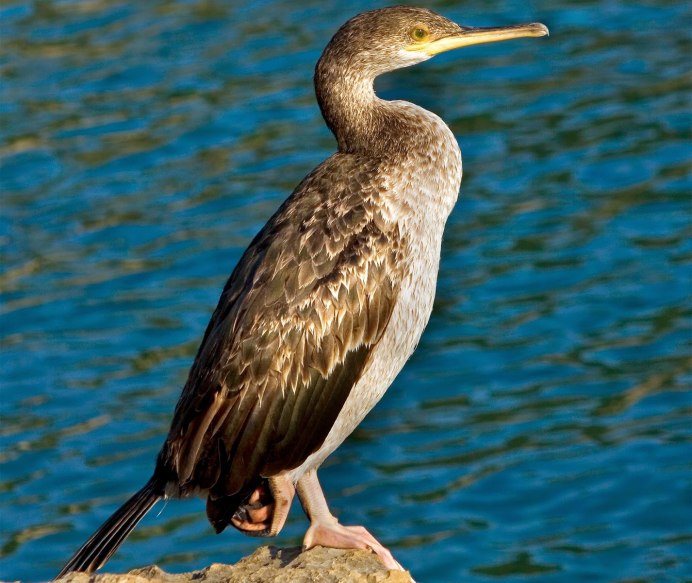 Большеклювая ворона