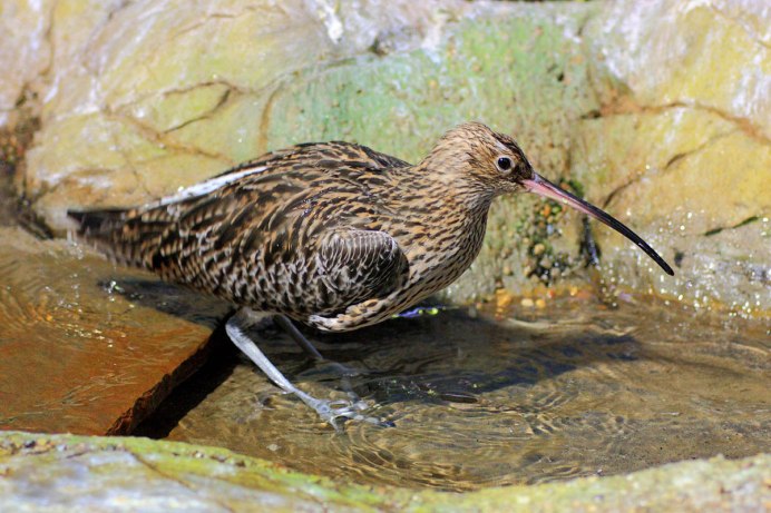 Короткоклювая ложнонектарница