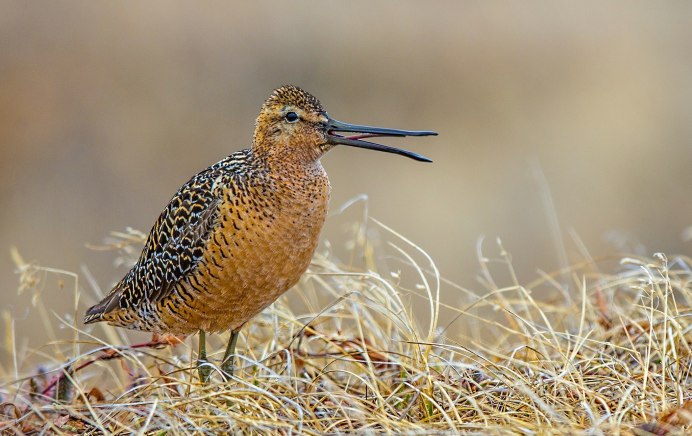 Кулик длинноклювый