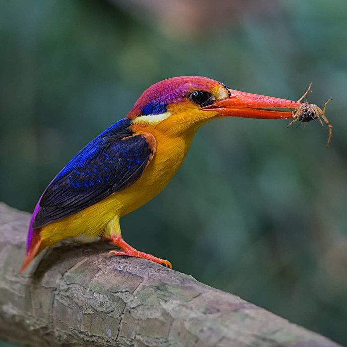 Джонсон Чуа птица