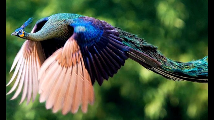 Самые красивые птицы