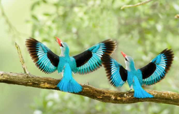 Удивительно красивые птицы