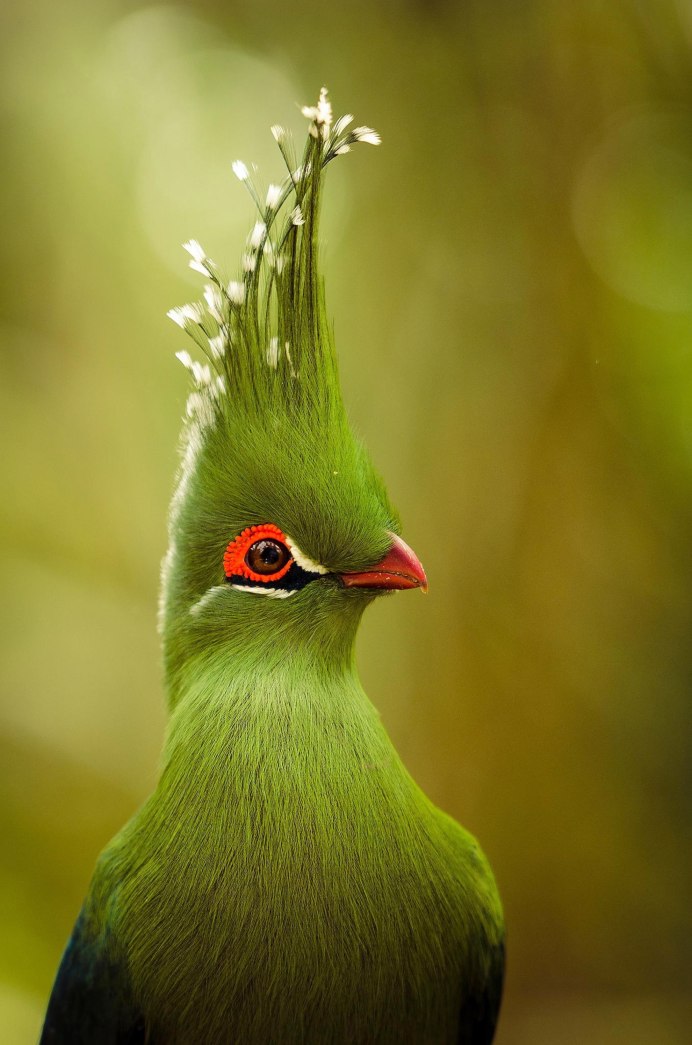 Белая хохлатая цапля