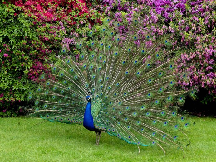 Павлин распушил хвост