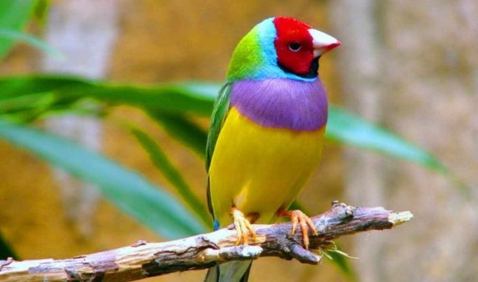 Гульдова амадина