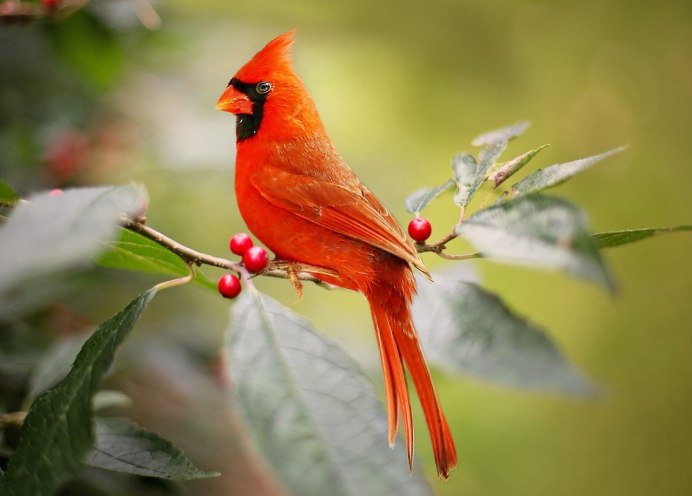 Венценосный голубь Виктория