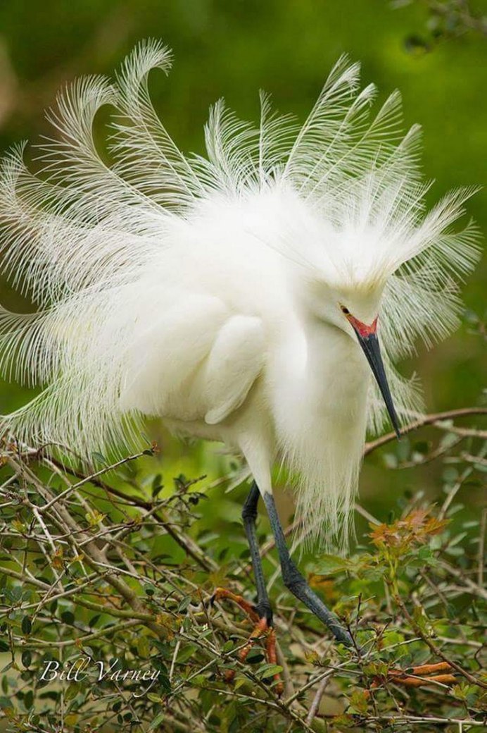 Птичка красный Кардинал