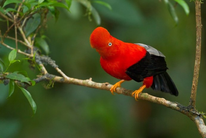 Золотоголовый Ширококлювый мухоед