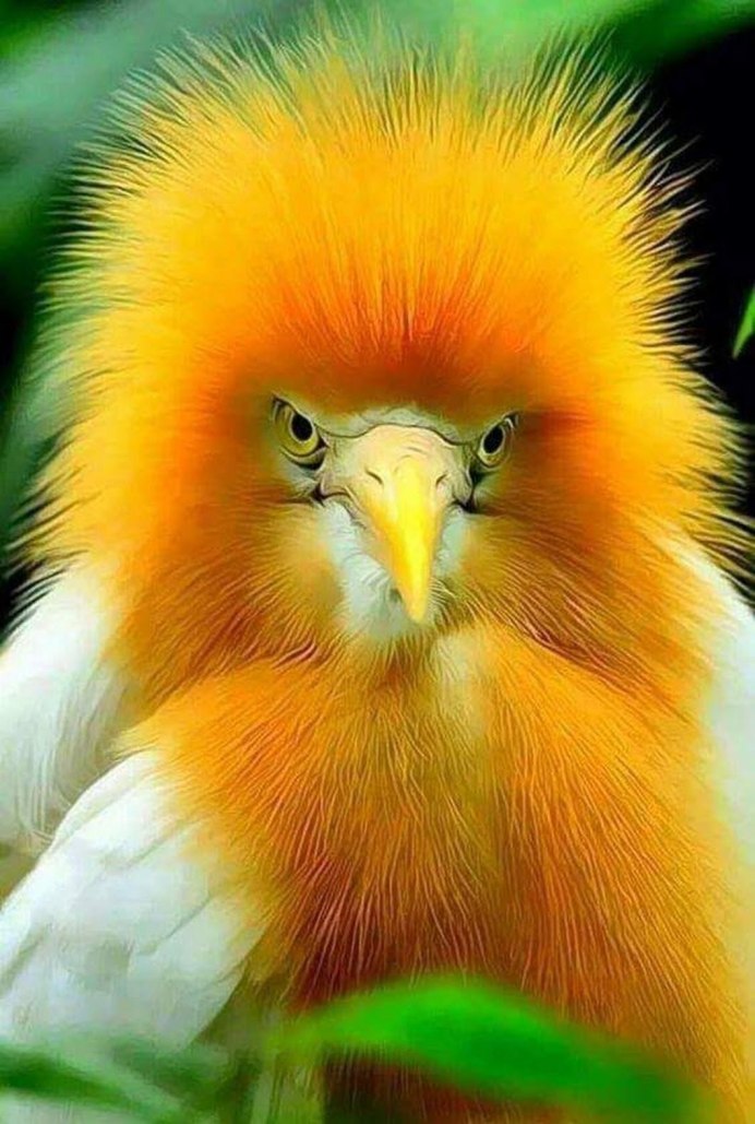 Самые красивые птицы