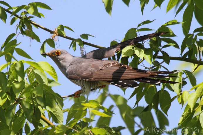 Птица Cuculus canorus