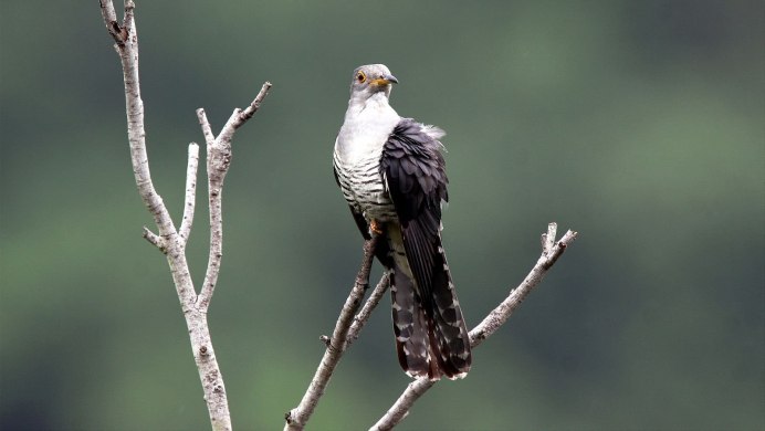 Кукушка Cuculus canorus