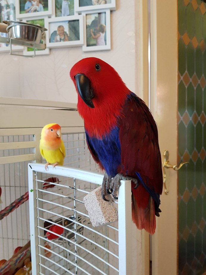 Попугай ара домашний