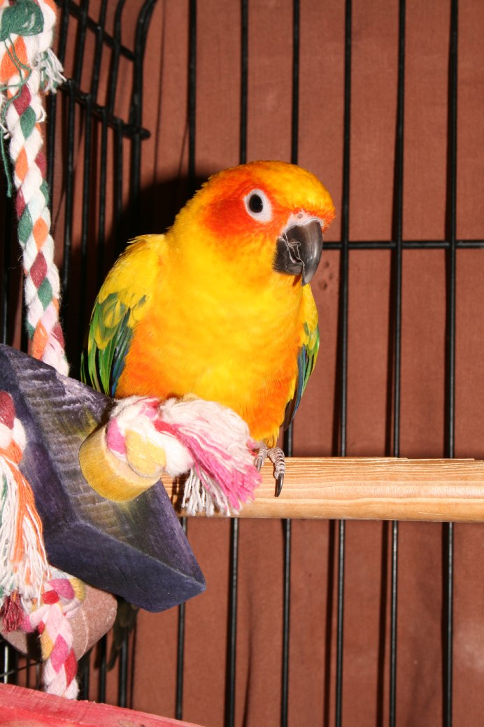 Попугая Корела ,жако, Какаду,ара.