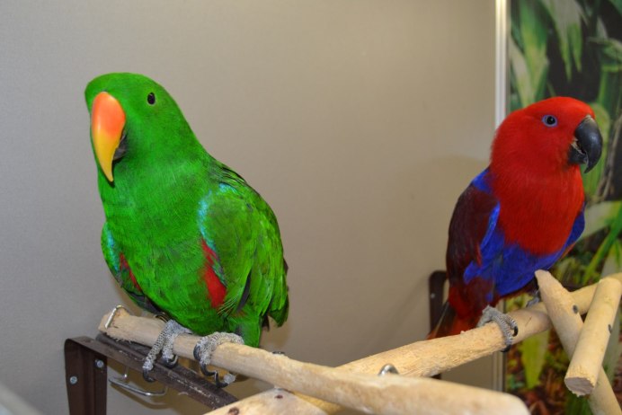 Домашние животные попугай