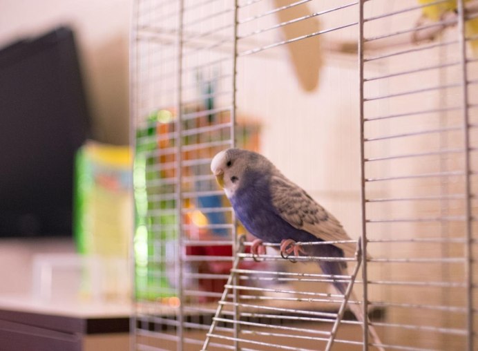 Попугай ара домашний