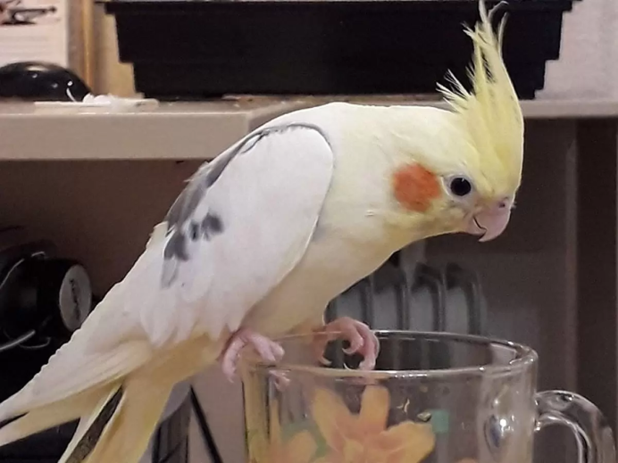 Довольный попугай