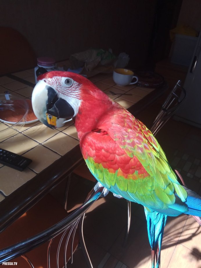 Гринчик попугай