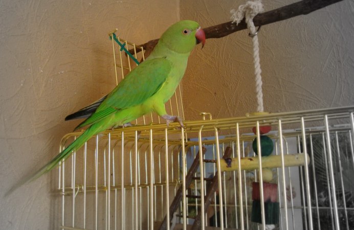 Лютино попугай неразлучник