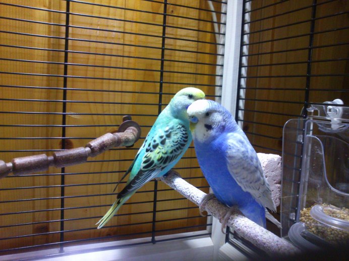 Неразлучники попугаи