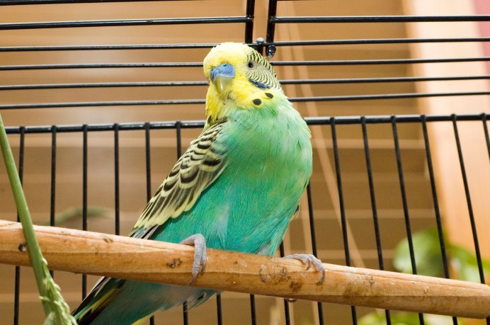 Попугай ара домашний