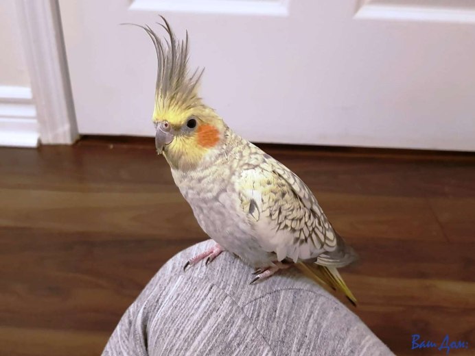 Горный попугай