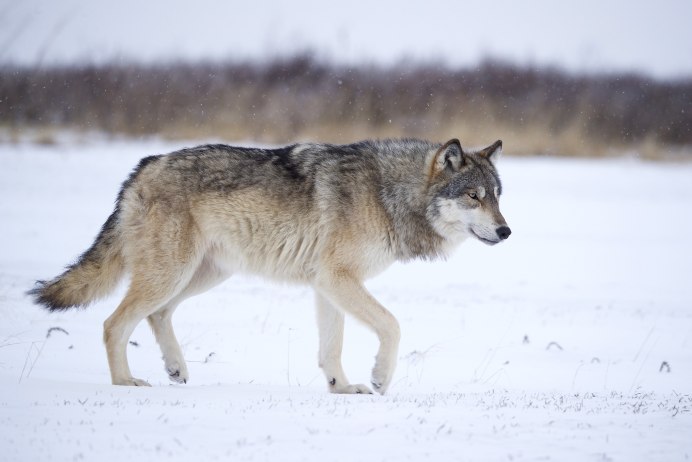 Волк canis Lupus