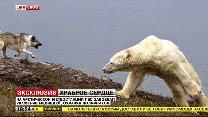 Охота на Волков с флажками