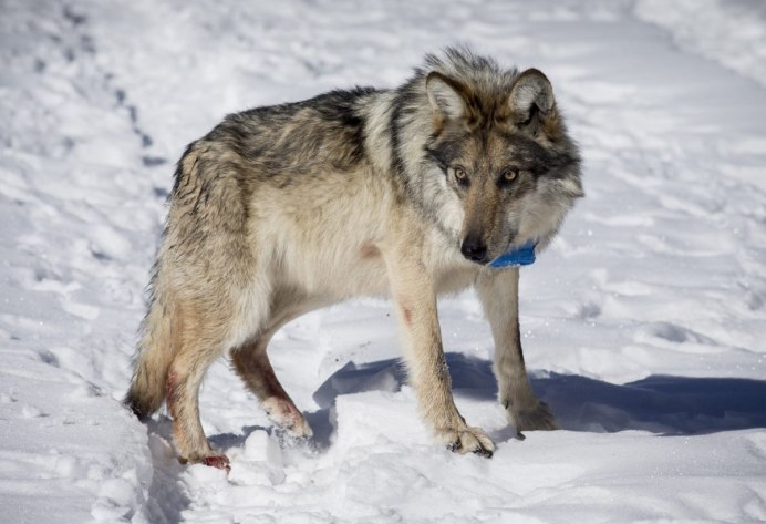 Canis Lupus alces