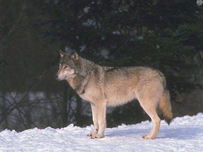 Волк canis Lupus зимой