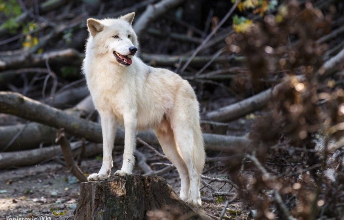 Arctic Wolf (Арктический волк)