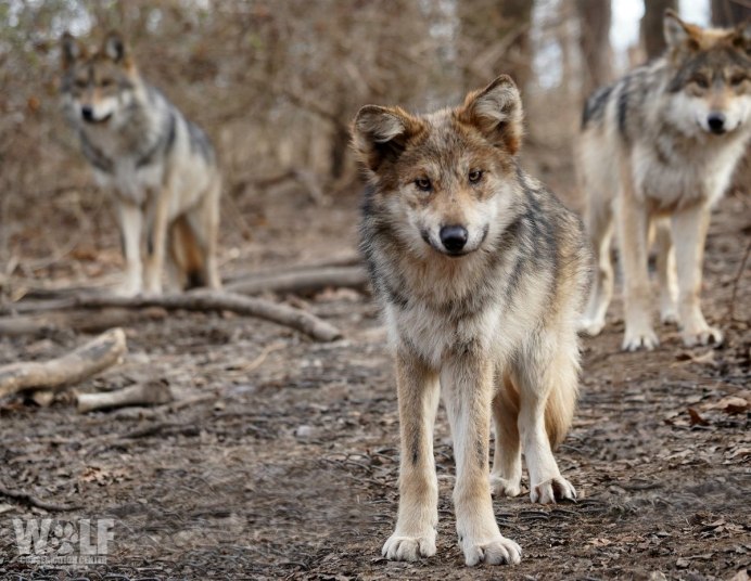 Canis Lupus familiaris Linnaeus
