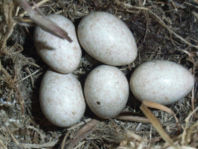 Гнездо Nest белая трясогузка Motacilla Alba