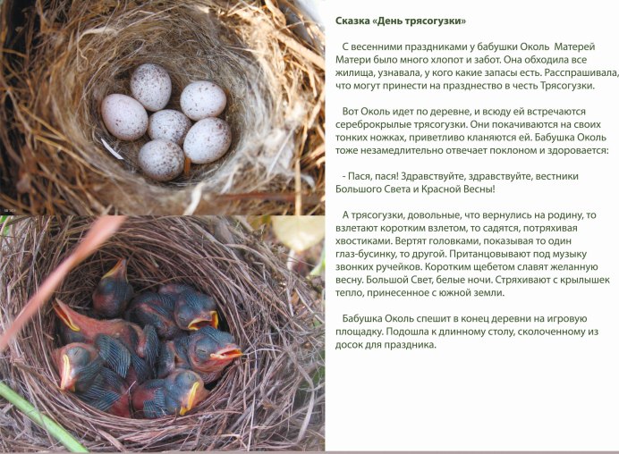 Трясогузка птица яйца трясогузки