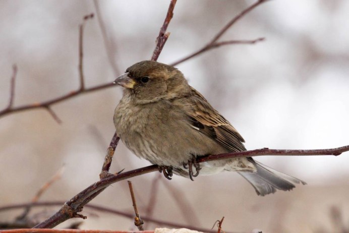 Вид Воробей полевой – passer montanus