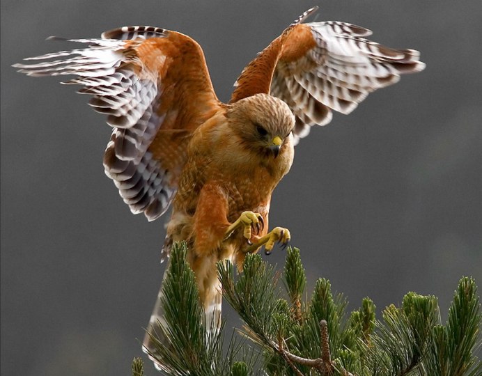 Kestrel Trapp