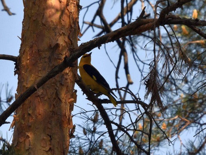 Иволга в Казахстане