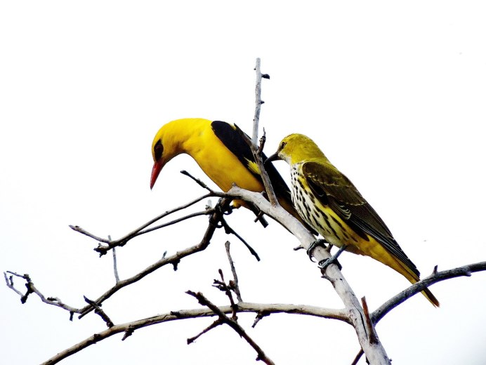 Обыкновенная Иволга Oriolus Oriolus